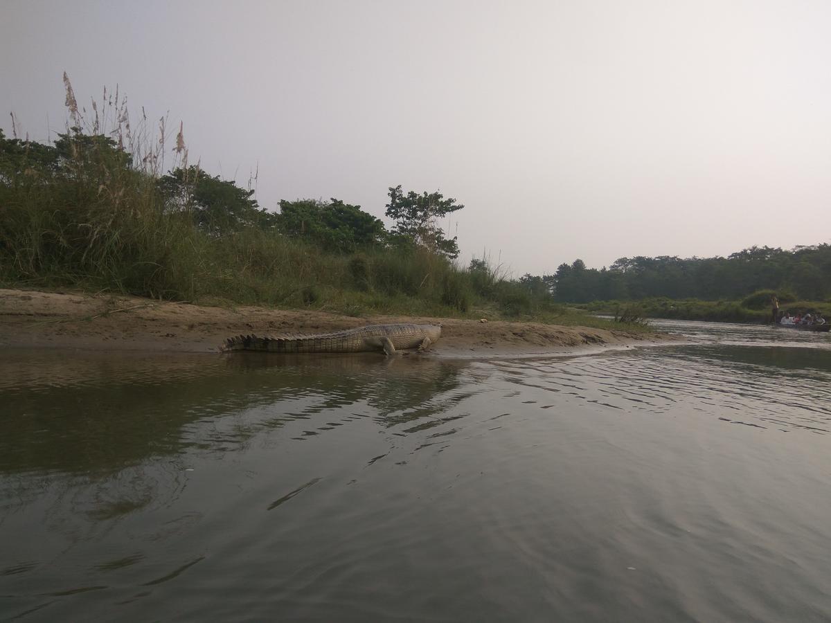 Hotel Tree Tops Sauraha Exteriér fotografie
