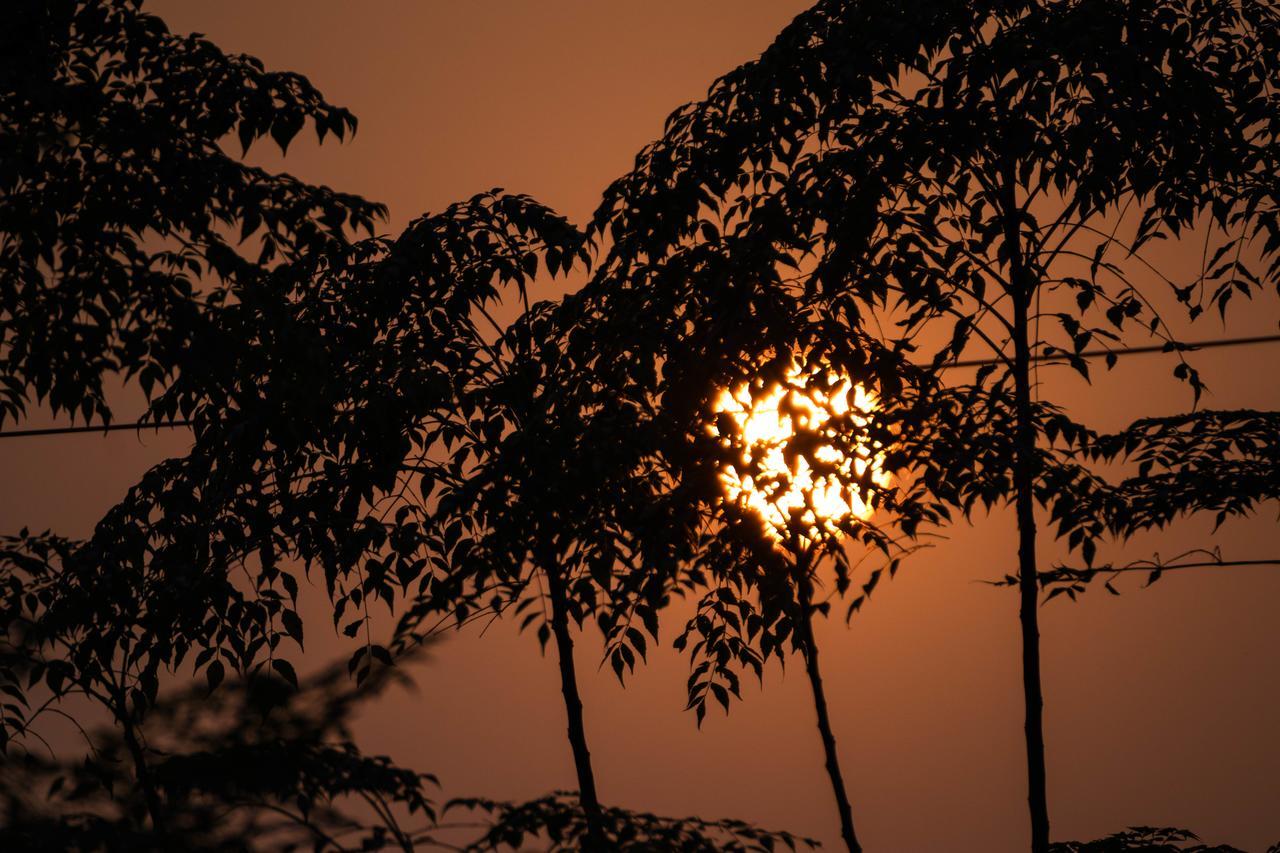 Hotel Tree Tops Sauraha Exteriér fotografie